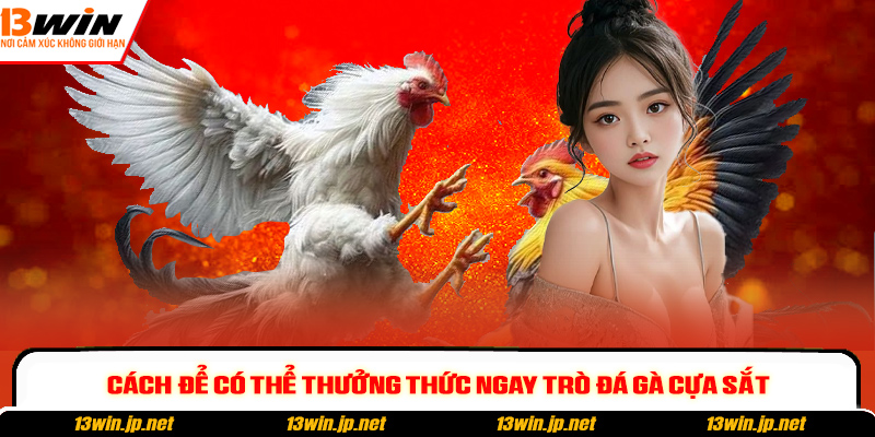 Cách để có thể thưởng thức ngay trò đá gà cựa sắt