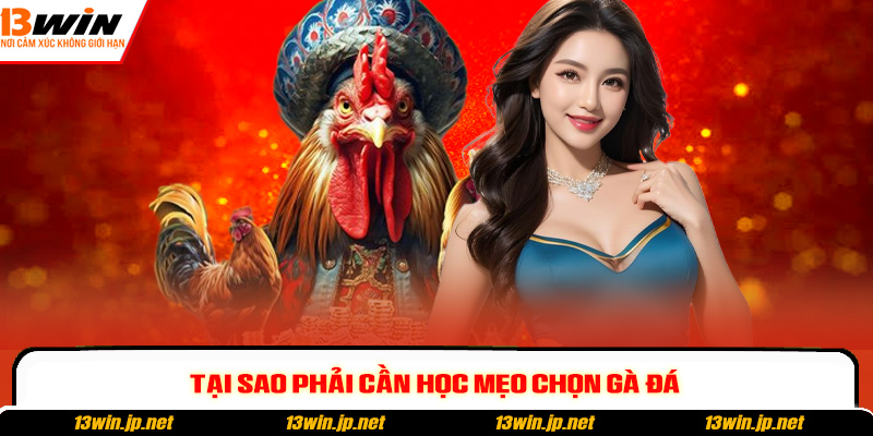 Tại sao phải cần học mẹo chọn gà đá